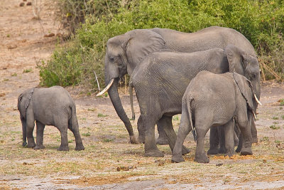 SM-Elephants-9491.jpg