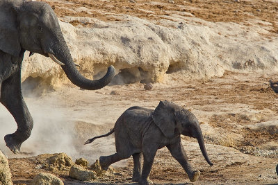 SM-Elephants-9520.jpg