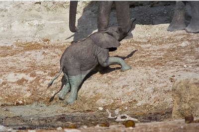 SM-Elephants-9530.jpg