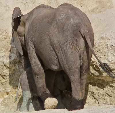 SM-Elephants-9531.jpg