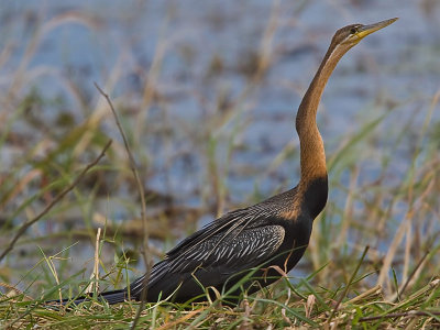 SM-Anhinga-9463.jpg