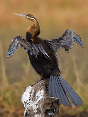 SM-Anhinga-9478.jpg