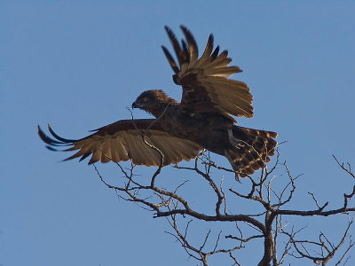 SM-BrownSnakeEagle-8814.jpg