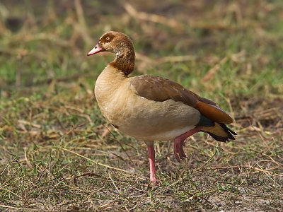 SM-EgyptianGoose-9482.jpg