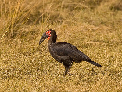 SM-GroundHornbill-8923.jpg