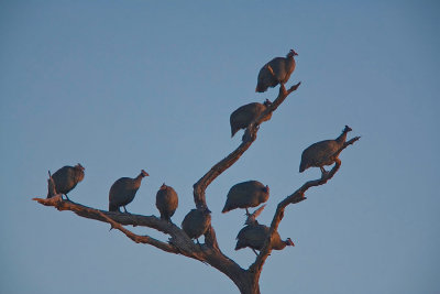 SM-GuineaFowl-9193.jpg