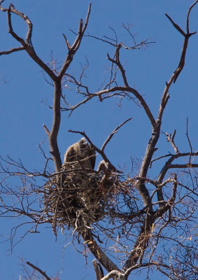 SM-HoodedVulture9069.jpg