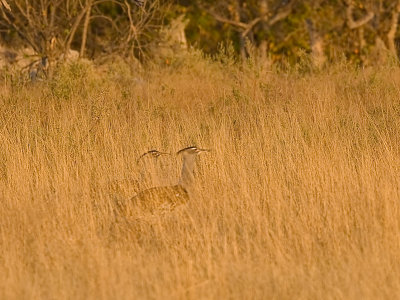 SM-KoriBustard-8270.jpg