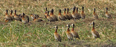 SM-WhiteFacedWhistlingDuck-9485.jpg