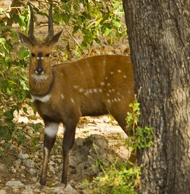 antelope