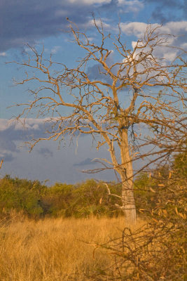 SM-Moremi-0078.jpg
