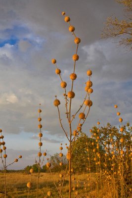 SM-Moremi-0080.jpg