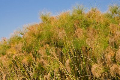 SM-Okavango-0219.jpg