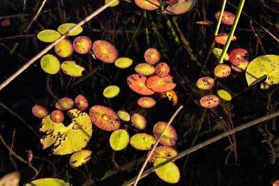 SM-Okavango-0274.jpg