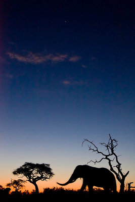 TwilightElephant0518SM.jpg