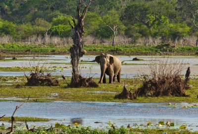 Wildlife and national parks