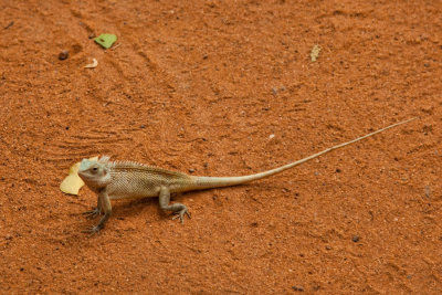 Wildlife and national parks