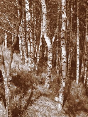 Plyos-BirchForest1851SM.jpg