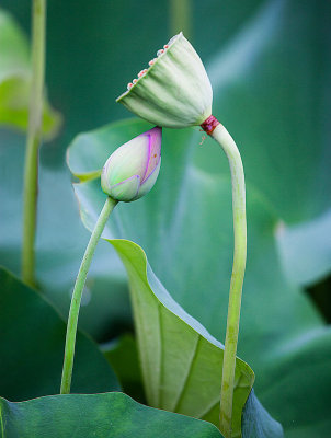 Kissing Lotus