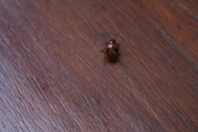 g1/77/326177/3/128336909.a6ZyLjH2.jpg