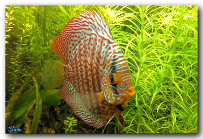 fish20101031