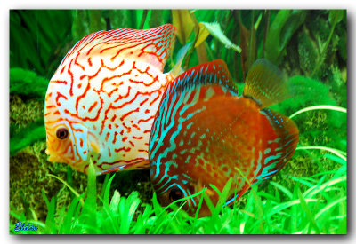 New Rad Map Discus