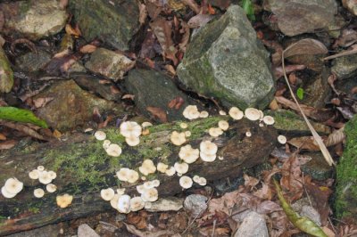mushrooms abound