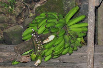 banana stalk