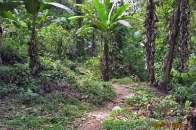 Trail wandering through a banana orchard