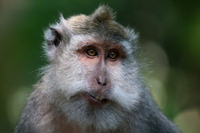 Macaque - Bali
