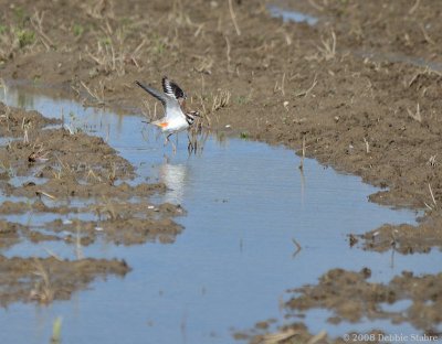 Killdeer