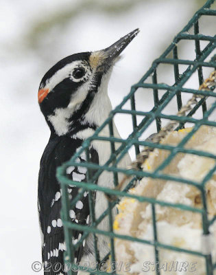 Hairy  Woodpecker