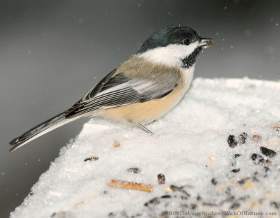Chickadee On Feeder