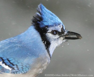 Blue Jay In Snowstorm