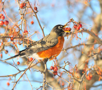 D300-1-14-09-0072Robin.jpg