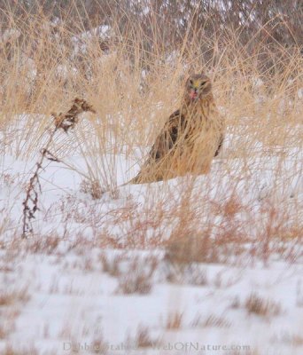 Evil Harrier