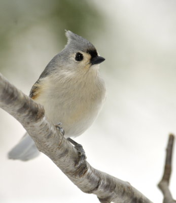 DSC_0484Titmouse.jpg
