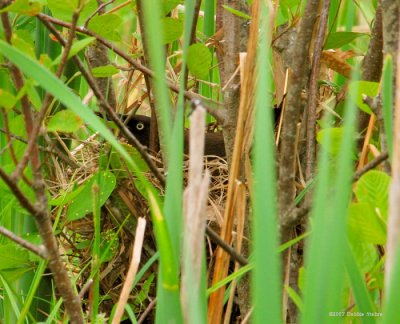 Blackbirds