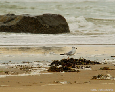 D80-2007-6-14-98-SPBonaparts-.jpg