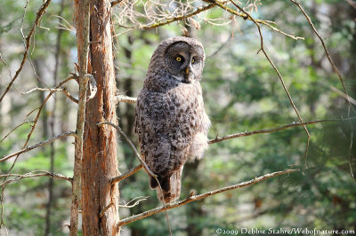 Great Grey Owl