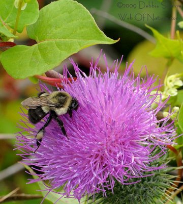 Bumble Bee On Thistle
