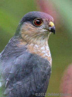 Sharp-shinned Hawk