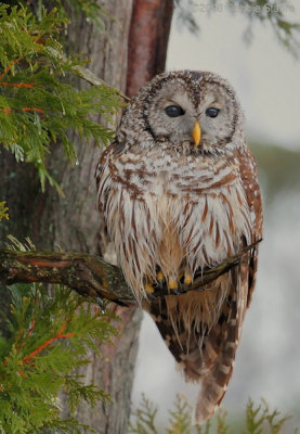 Barred Owl