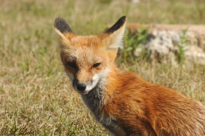 fox_kit