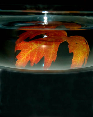 Autumn In A Bowl Of Water