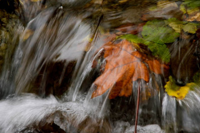 Leaves In The Rapids