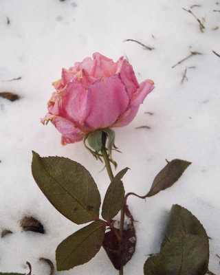 Snow Rose