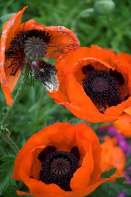 Poppies