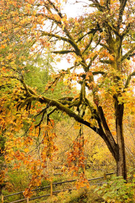 Autumn 2