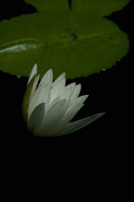 Water Lily